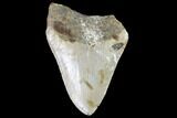 Bargain, Fossil Megalodon Tooth - North Carolina #91621-1